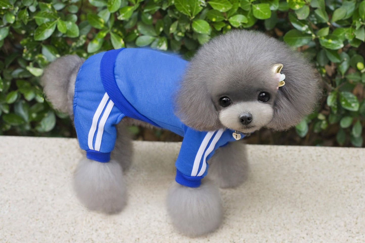 Pet Dog Jumpsuit for Small Medium Dogs - Jaico Online Shop