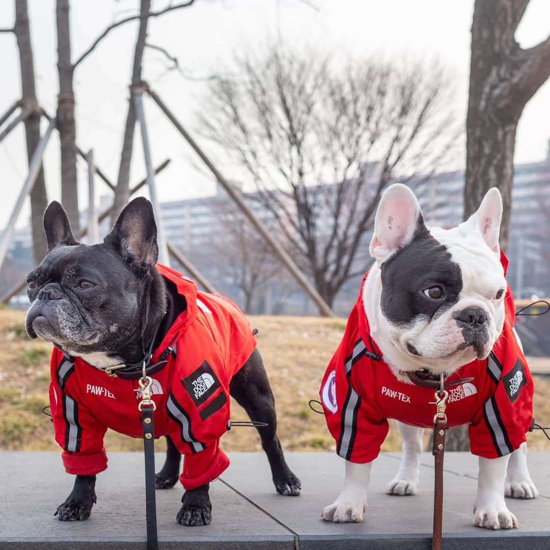 The Dog Face Windproof Waterproof Reflective Pet Cat Dog Jacket - Jaico Online Shop